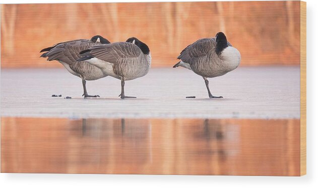 Canada-goose Wood Print featuring the photograph Thin Ice by Jon Ehrmann