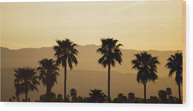 Tranquility Wood Print featuring the photograph Usa, California, Palm Springs, Palm by Tetra Images