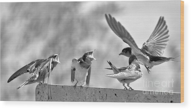 Swift Wood Print featuring the photograph Bringing Home The Dragonflies Black And White by Adam Jewell
