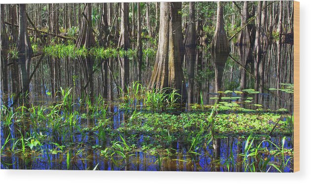 Swamp Wood Print featuring the photograph Cypress Reflections - Cypress trees rise in the swamp waters of southern Florida by Kenneth Lane Smith