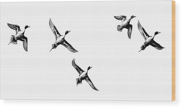 Animals And Pets Wood Print featuring the photograph Pintail ducks by Mike Fusaro