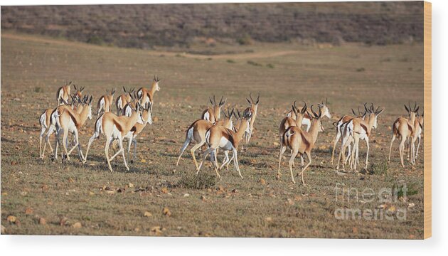 Springbok Wood Print featuring the photograph Springbok by Eva Lechner