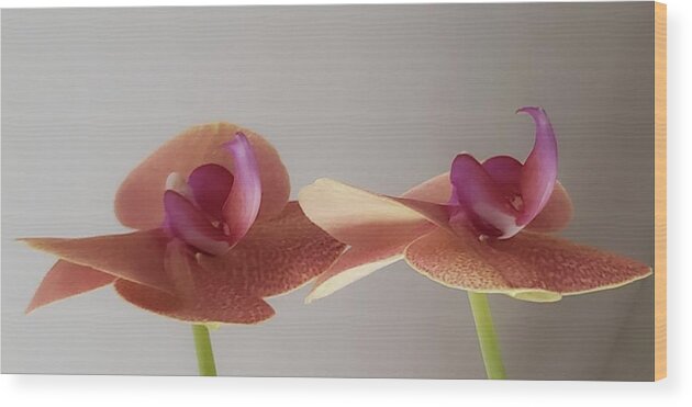Twin Orchid Wood Print featuring the photograph Twin Orchids by Christina McGoran