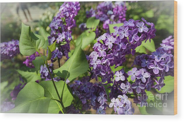 National Arboretum Wood Print featuring the photograph Lilac by Agnes Caruso