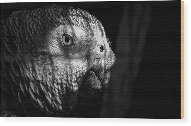 Angry Wood Print featuring the photograph Caged Parrot by Mike Fusaro