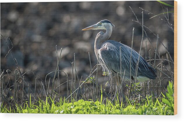 Water Bird Wood Print featuring the photograph Great Blue Heron by Mike Fusaro