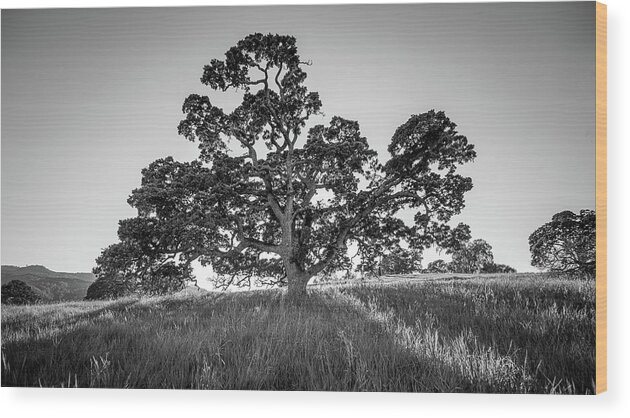 Extreme Terrain Wood Print featuring the photograph Great Oak Tree by Mike Fusaro