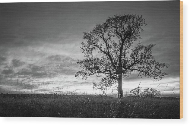 Alone Wood Print featuring the photograph Lone Oak tree by Mike Fusaro