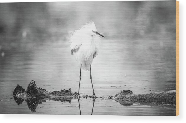 Animal Themes Wood Print featuring the photograph Snowy Egret Perched and Puffed. by Mike Fusaro