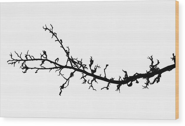 Treetrees Wood Print featuring the photograph Tree Branch Art by Martin Vorel Minimalist Photography