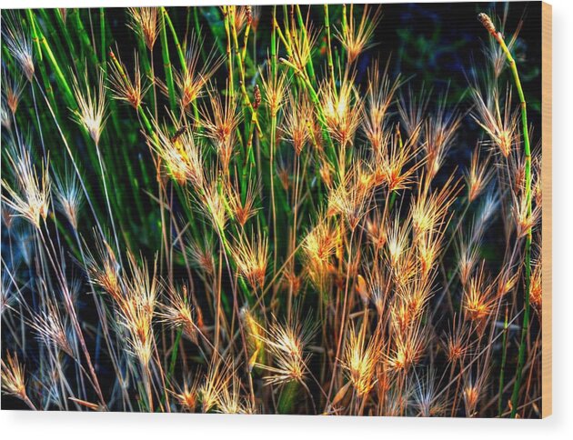 Utah Wood Print featuring the photograph Cheat Grass 15750 by Jerry Sodorff
