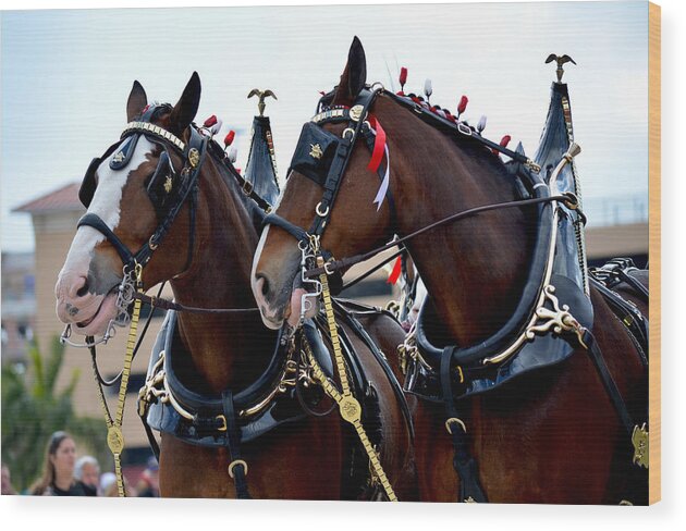 Clydesdales Wood Print featuring the photograph Clydesdales 2 by Amanda Vouglas