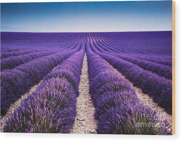 Lavender Wood Print featuring the photograph In the lavender by Matteo Colombo