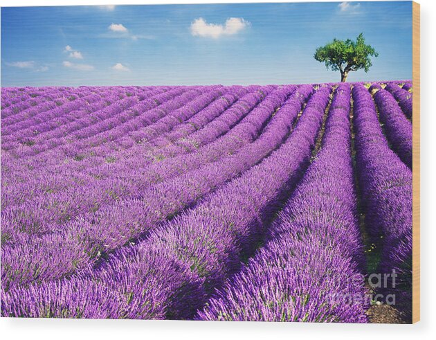 Agriculture Wood Print featuring the photograph Lavender field and tree in summer Provence France. by Matteo Colombo