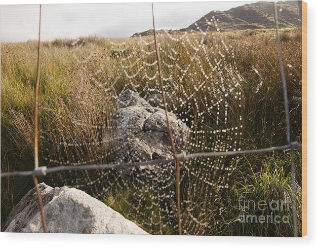 Europe Wood Print featuring the photograph Rock in a web by Agnes Caruso