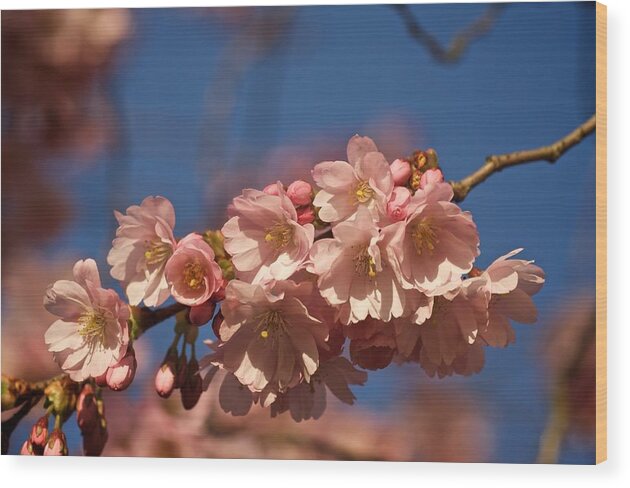 Sakura Wood Print featuring the photograph Sakura Study No 2 by Richard Cummings