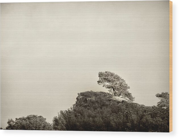 Torrey Wood Print featuring the photograph Lone Torrey Pine Antique by Lawrence Knutsson