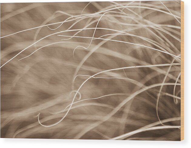 Sepia Wood Print featuring the photograph Natural Curls by Linda McRae