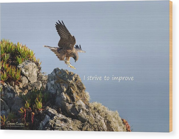  Wood Print featuring the photograph Peregrine Falcon says I Strive to Improve by Sherry Clark