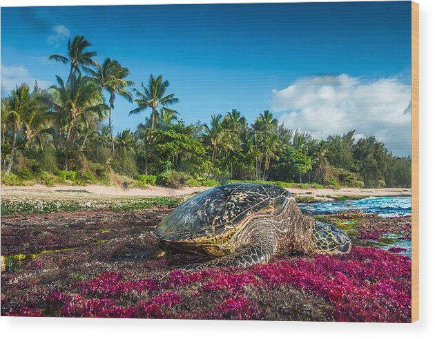 Sea Turtle Glow Wood Print featuring the photograph Sea Turtle Glow by Leonardo Dale