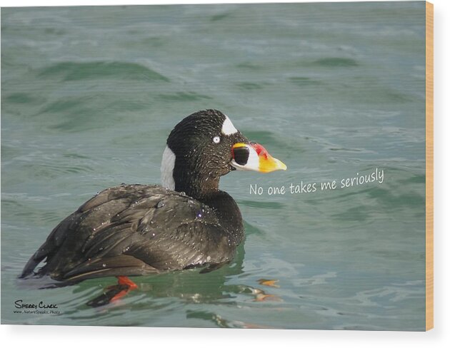  Wood Print featuring the photograph Surf Scoter says No One Takes Me Seriously by Sherry Clark