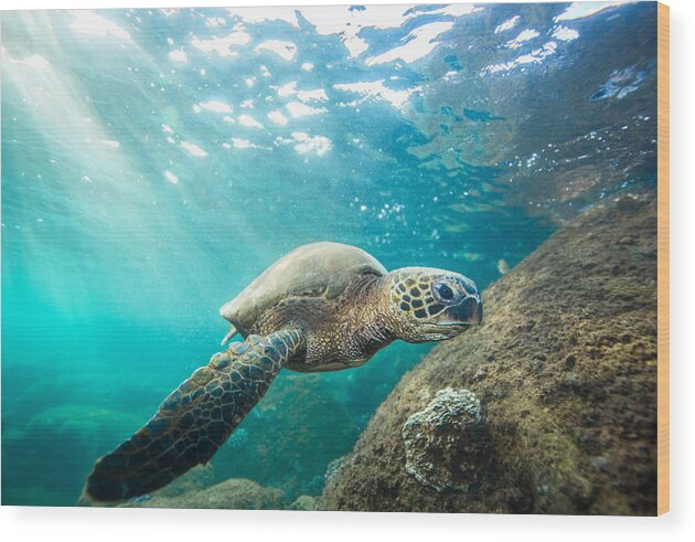 Hawaii Photography Wood Print featuring the photograph Waimea Sea Turtle by Leonardo Dale