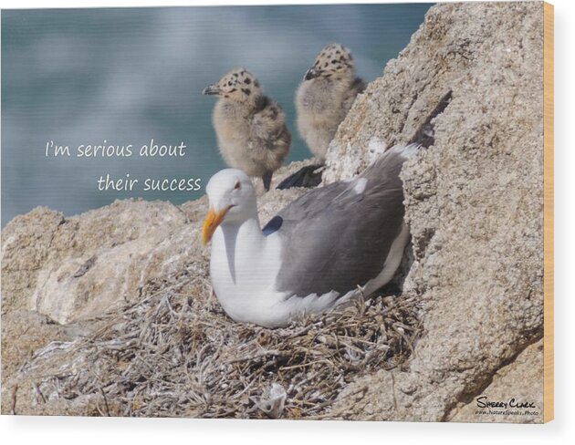  Wood Print featuring the photograph Western Gull says I'm Serious about Their Success by Sherry Clark