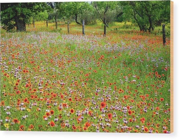 Texas Wildflowers Wood Print featuring the photograph Fire Wheel Bliss by Johnny Boyd