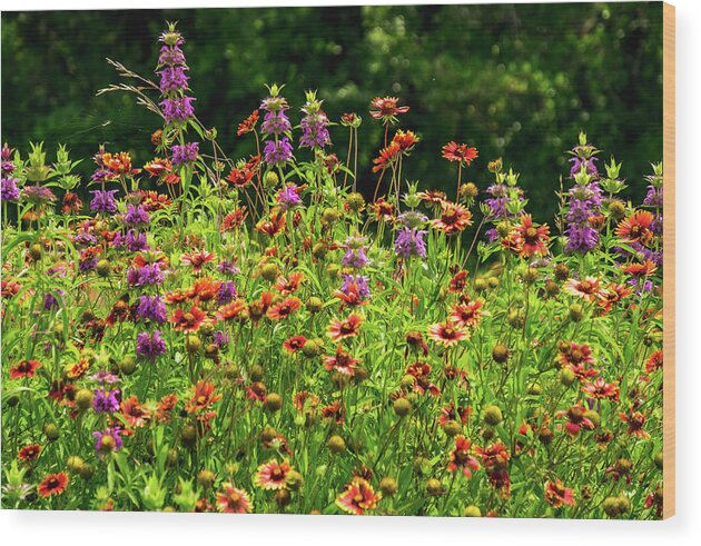 Texas Wildflowers Wood Print featuring the photograph Purple Fire by Johnny Boyd