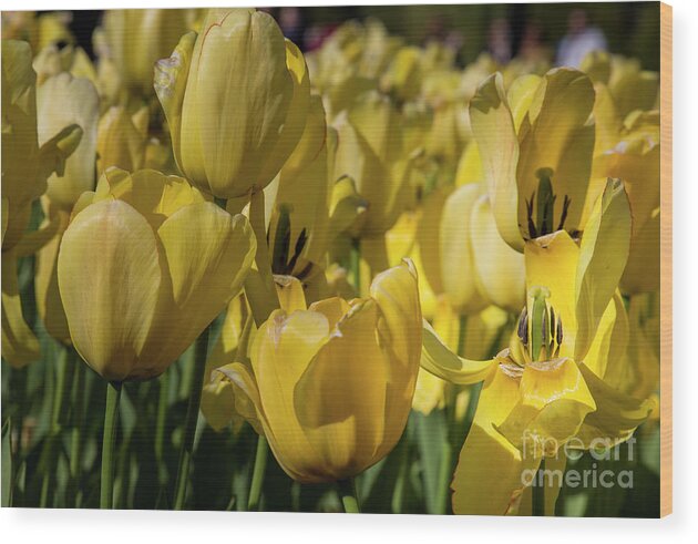 Tulips Wood Print featuring the photograph Short life of a tulip by Agnes Caruso