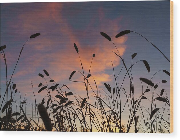 Background Wood Print featuring the photograph Sunset Through Grass #1 by Mike Fusaro