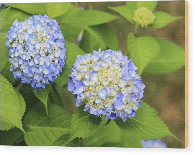 Colors Wood Print featuring the photograph Blue Hydrangea Deux by Tanya Owens