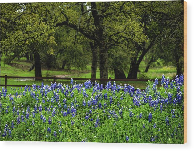 Texas Bluebonnets Wood Print featuring the photograph Bluebonnet Fence by Johnny Boyd