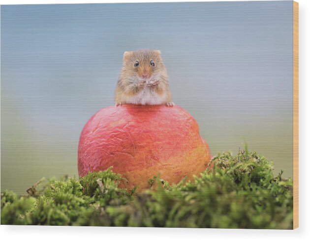 Cute Wood Print featuring the photograph Boss mouse by Erika Valkovicova