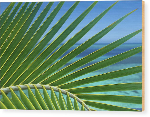 Palm Wood Print featuring the photograph Coconut Frond Fiji by Tanya G Burnett