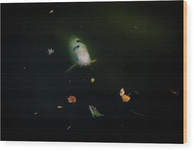 Koi Wood Print featuring the photograph Ghost Koi by Johnny Boyd