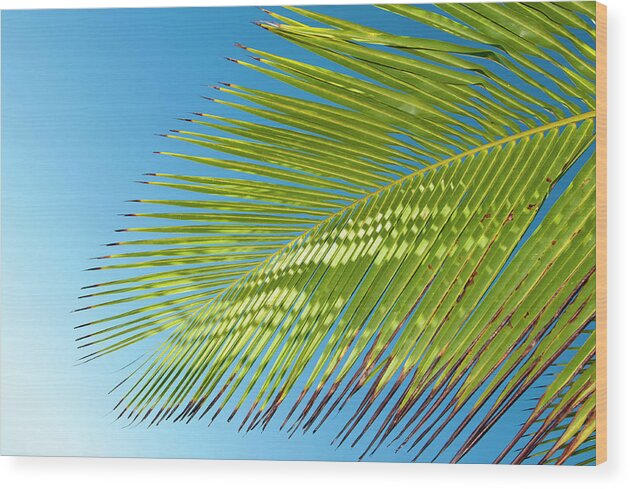 Palm Frond Wood Print featuring the photograph Palm Frond III by Tanya G Burnett