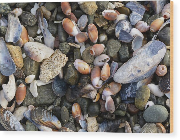 Background Wood Print featuring the photograph Sea Shell Assortment by Mike Fusaro