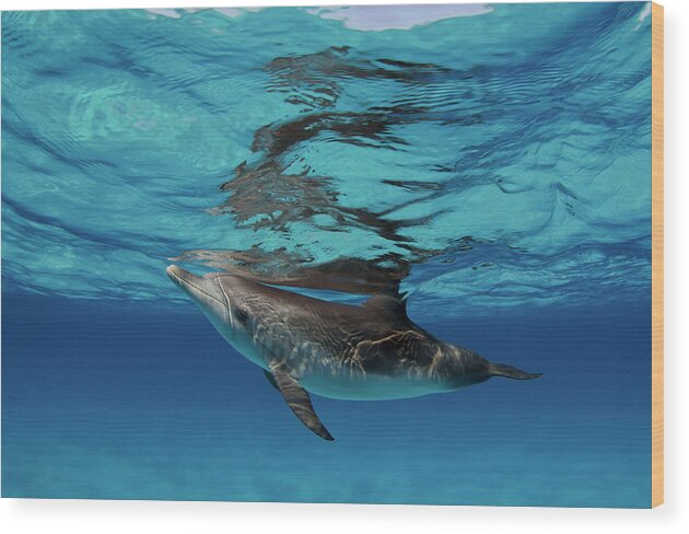 Dolphin Wood Print featuring the photograph Spotted Calf by Tanya G Burnett