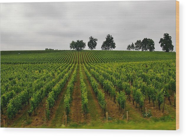 Vineyard Wood Print featuring the photograph Little hill in the vineyard by Christine Burdine