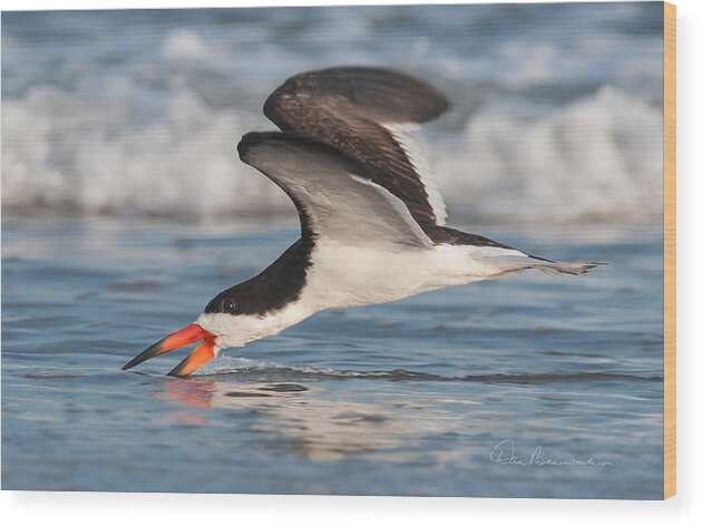 Atlantic Wood Print featuring the photograph Black Skimmer 6227 by Dan Beauvais