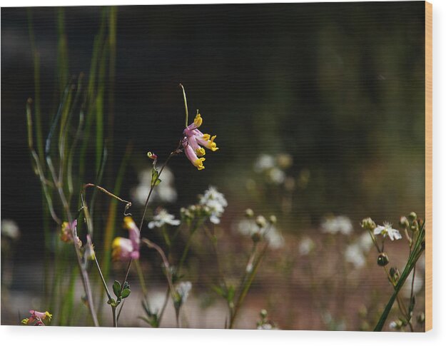 Middle Mountain Wood Print featuring the photograph Tall Corydalis by Rockybranch Dreams