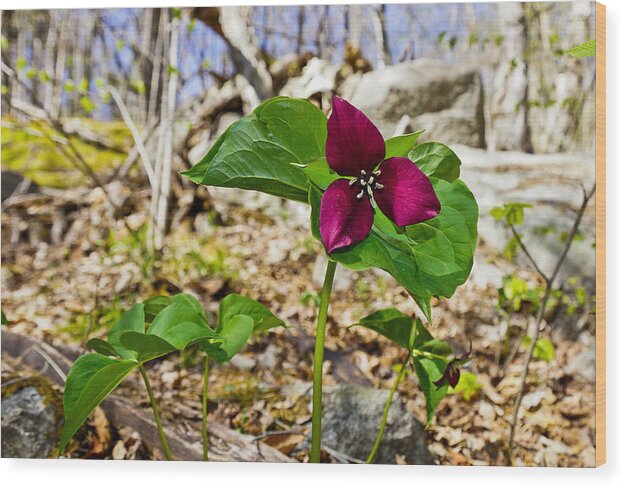 Belknaps Wood Print featuring the photograph Trillium by Rockybranch Dreams