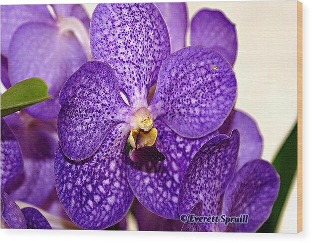 Birmingham Wood Print featuring the photograph Purple Orchid by Everett Spruill