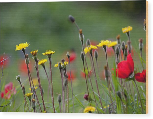 Spring Wood Print featuring the photograph Spring Blossom by Uri Baruch