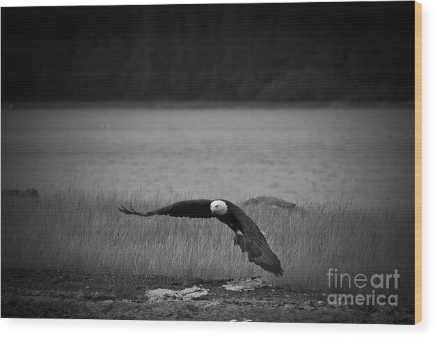 Alaska Wood Print featuring the photograph Bald Eagle Take Off Series 4 of 8 by Darcy Michaelchuk