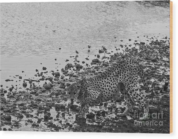 Africa Wood Print featuring the photograph Cheetah Tip Toes for a Drink by Darcy Michaelchuk