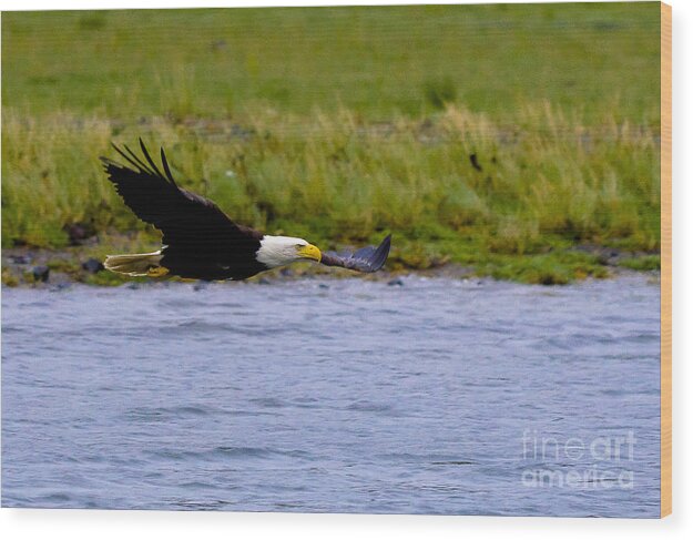 Alaska Wood Print featuring the photograph Flying Bald Eagle by Darcy Michaelchuk