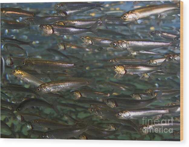 Aquarium Wood Print featuring the photograph Sardines Anyone by Darcy Michaelchuk