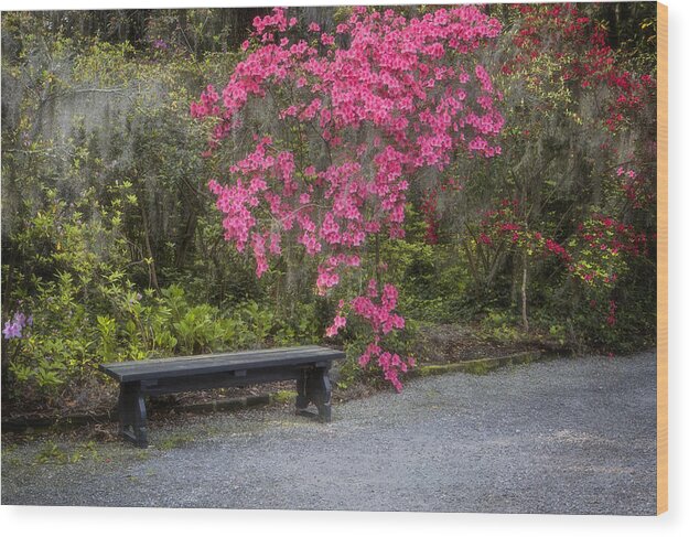 Bench In Azalea Garden Wood Print featuring the photograph Bench in Azalea Garden by Ken Barrett